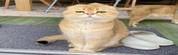Scottish Fold cats for stud: NY12 CHOCO GOLDEN  SCOTTISH FOLD MALE FOR STUD - Advert 4