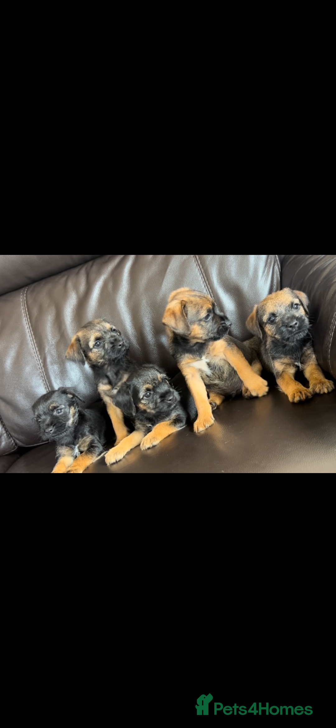 Border Terrier dogs for sale: Border Terrier puppies - Image 7
