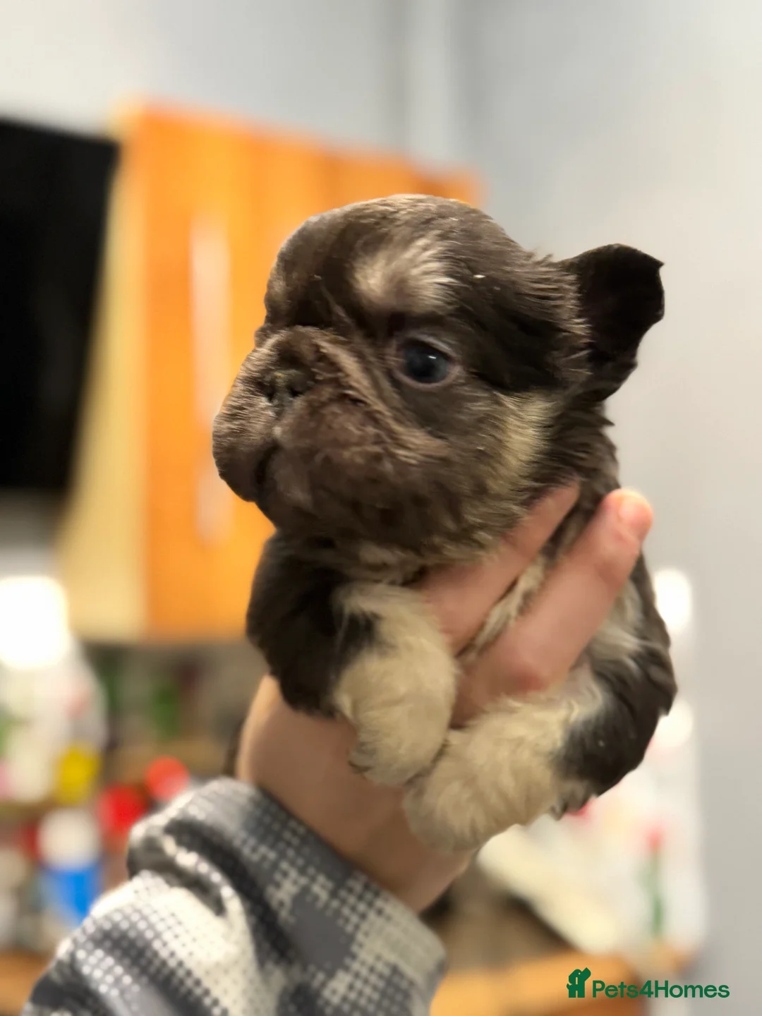 French Bulldog dogs for sale:  💙🦁Fluffy visual French bulldog Reduced!!🏡 - Advert 3
