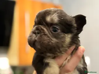 French Bulldog dogs 🩷🏡 Adorable🐶 fluffy French Bulldog READY TO GO - Advert 17