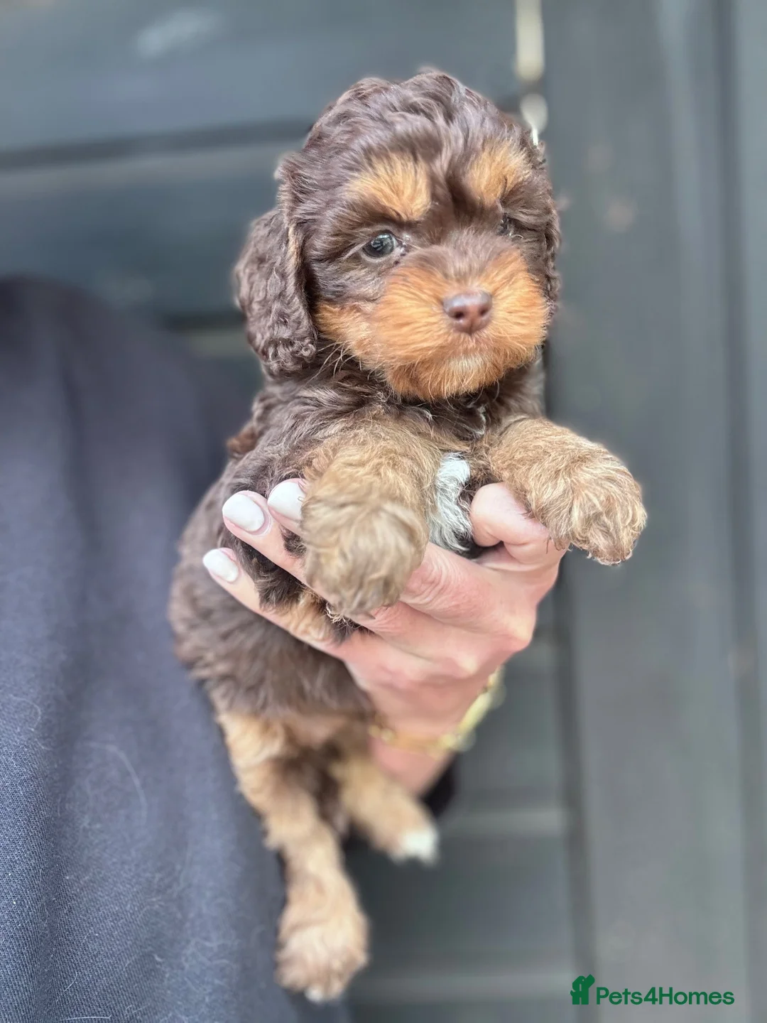 Toy Poodle dogs for stud: Toy poodle for stud brown/white PRA clear - Advert 15