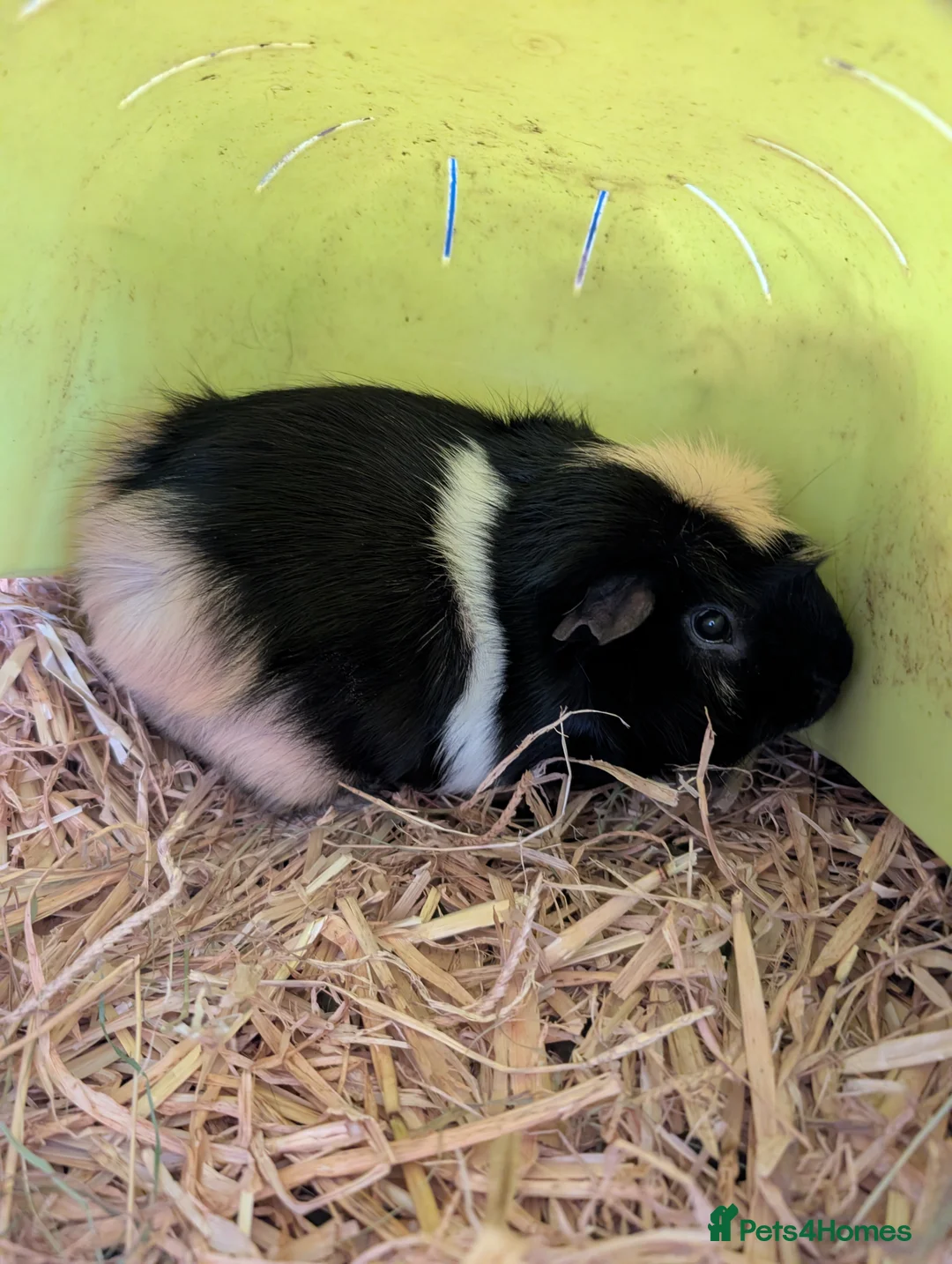 Guinea Pig rodents for sale: Pair of bonded boars - Advert 2