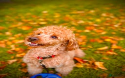 Toy Poodle dogs for sale: Entire toy poodle for sale - Advert 2