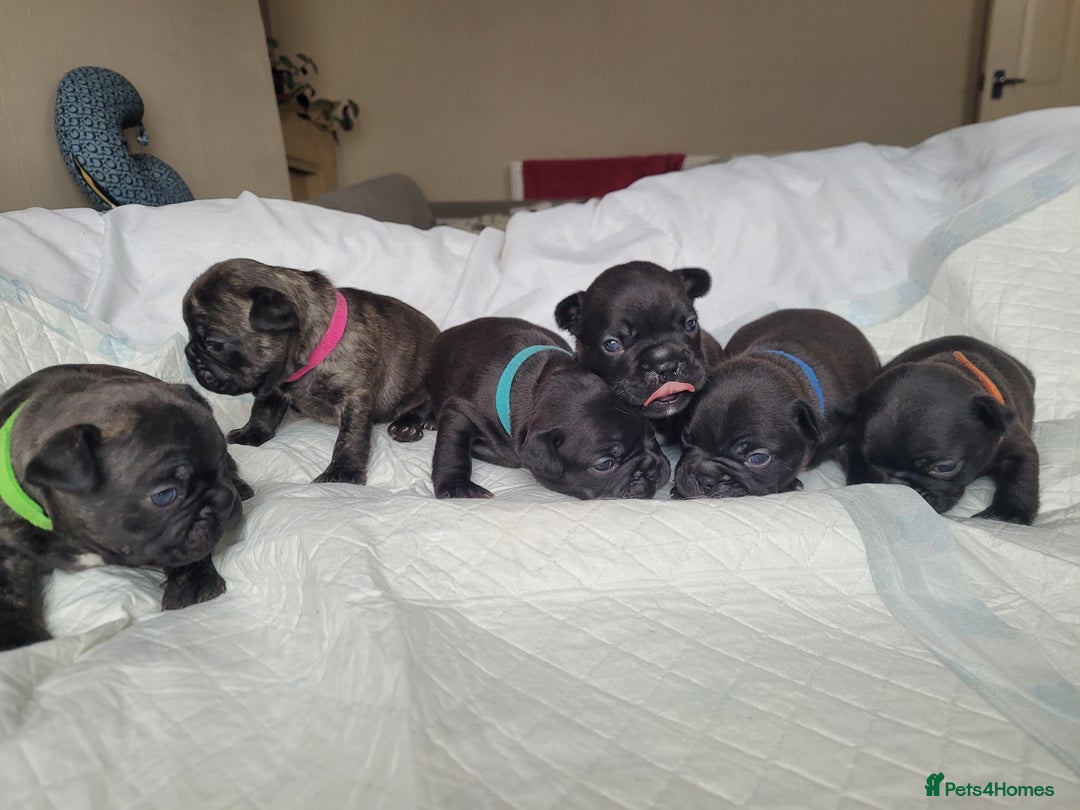 French Bulldog dogs for sale: 2 Girls and 4 Boys - Image 12