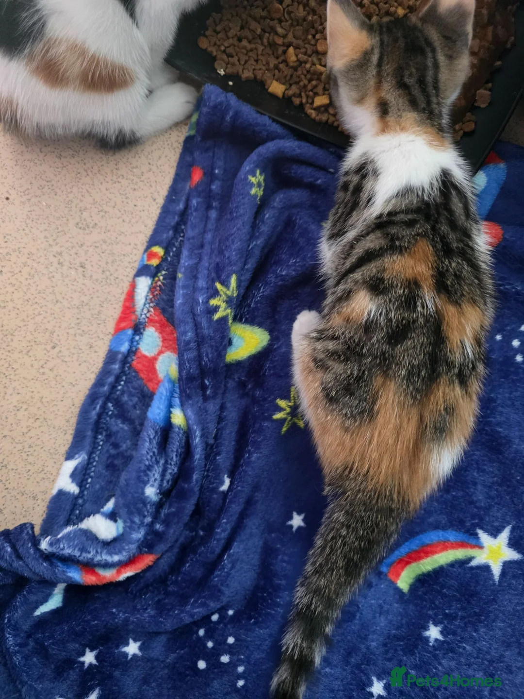 Mixed Breed cats for sale: One female kitten left READY NOW - Advert 2