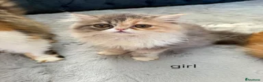 Persian 3
