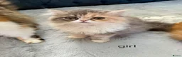 Persian cats for sale: 3 perisan kittens available - Advert 9