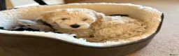 Maltipoo dogs for sale: Re-homing loving little boy in Hereford - Advert 8
