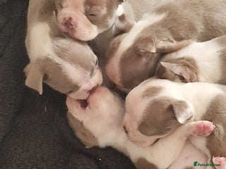 Boston Terrier dogs Beautiful Boston terrier puppies for sale - Advert 2