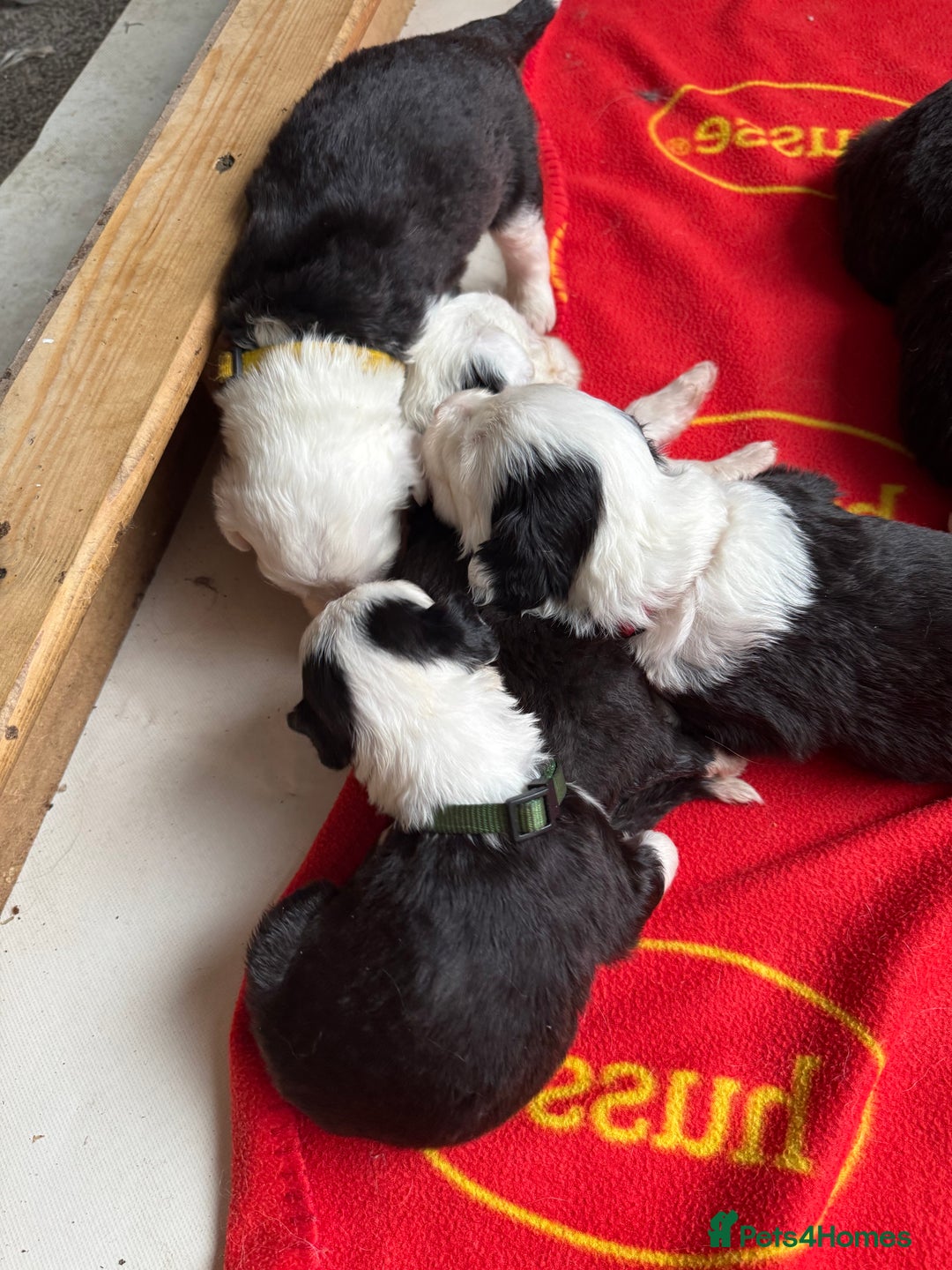 Old English Sheepdog dogs for sale: old english sheepdog puppies - Image 2