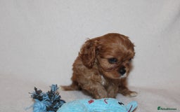 Cavalier King Charles Spaniel dogs for sale: Gorgeous Cavalier King Charles Spaniel puppies - Image 11