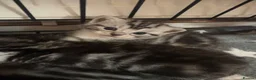 British Shorthair cats for sale: Silver Tabby BSH Cross Kittens - Advert 14