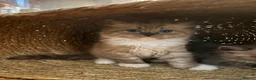 Ragdoll cats for sale: Mink & Sepia Cherubim Ragdolls TICA Pedigree  - Advert 4
