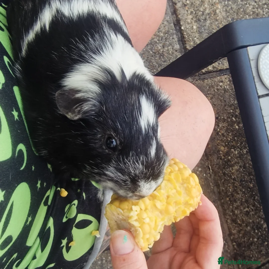 Guinea Pig rodents for sale: Guinea Pigs for adoption  - Image 2