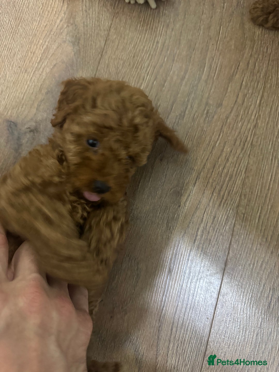 Miniature Poodle dogs for sale: 🐩 Outstanding Deep Red Miniature Poodle Puppies  - Advert 20