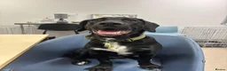 Mixed Breed dogs for sale:  ❤️Rehoming Bailey 7 months old ❤️ - Advert 2