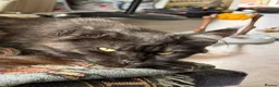 Maine Coon cats for sale: 2 Stunning Retired Mainecoon Girls to go together - Advert 7