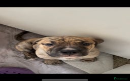 Mixed Breed dogs for sale: READY TO LEAVE! Presa X Doberman- 4 remaining!! - Advert 9