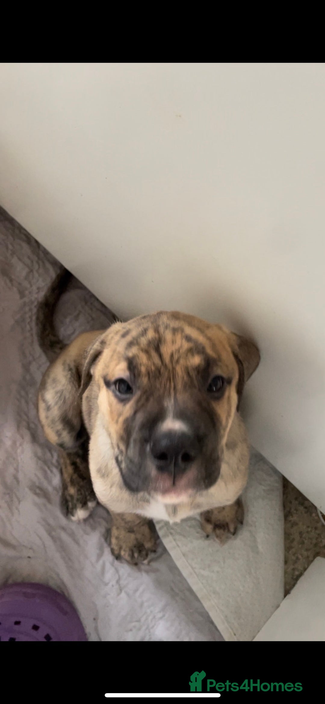 Mixed Breed dogs for sale: READY TO LEAVE! Presa X Doberman- 4 remaining!! - Advert 9