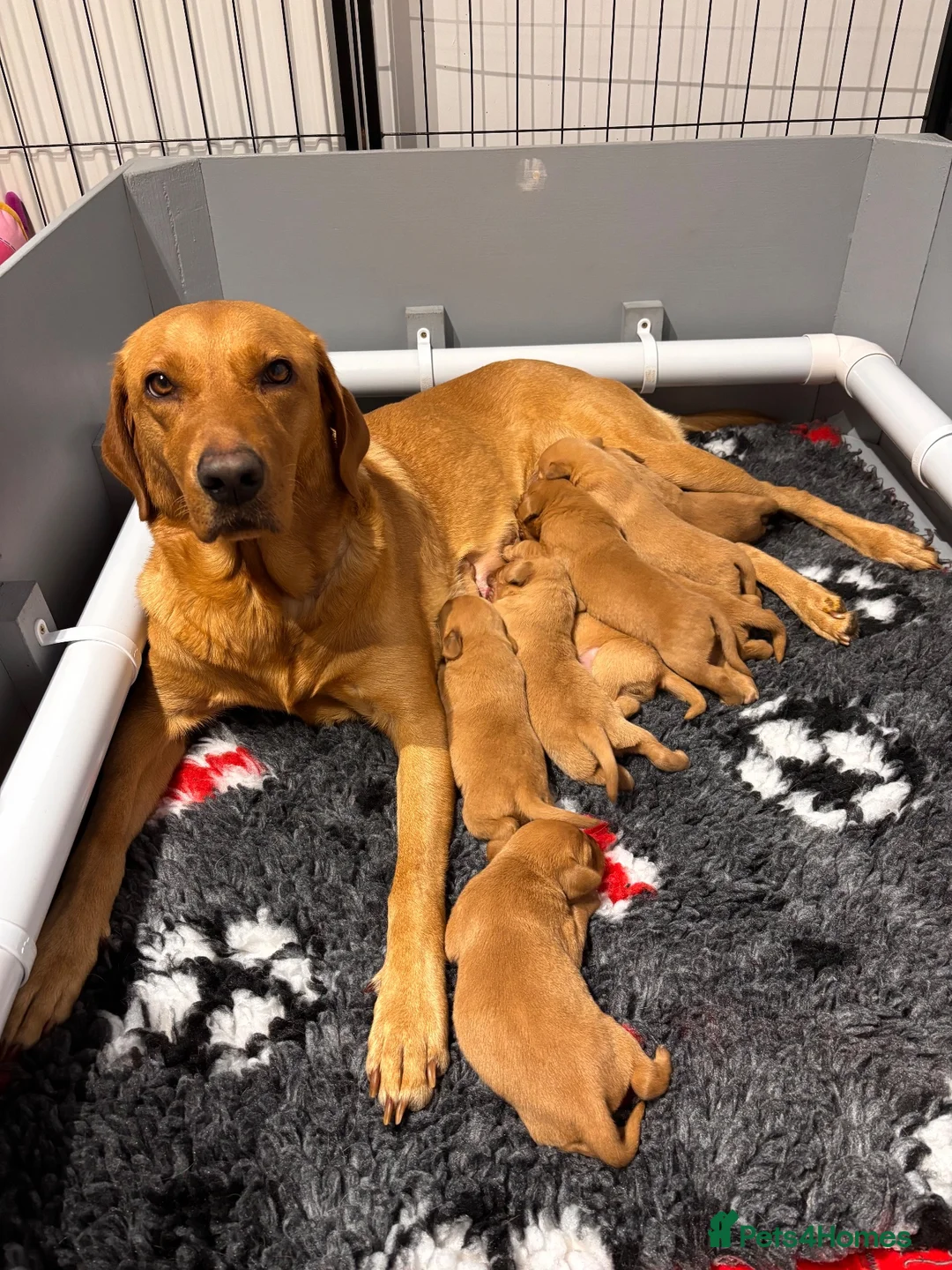 Labrador Retriever dogs for sale: Fox Red Labrador Puppies For Sale - Advert 1