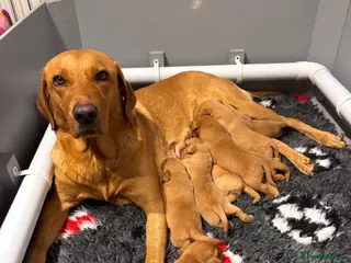 Labrador Retriever dogs Fox Red Labrador Puppies For Sale - Advert 6