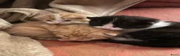 Mixed Breed cats for sale: Kitten from loving country cottage home  - Advert 6
