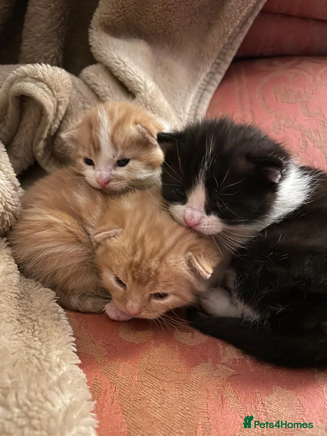 Mixed Breed cats for sale: Kitten from loving country cottage home  - Advert 6