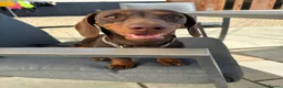 Miniature Dachshund dogs for sale: Gorgeous little girl in Lechlade - Advert 2