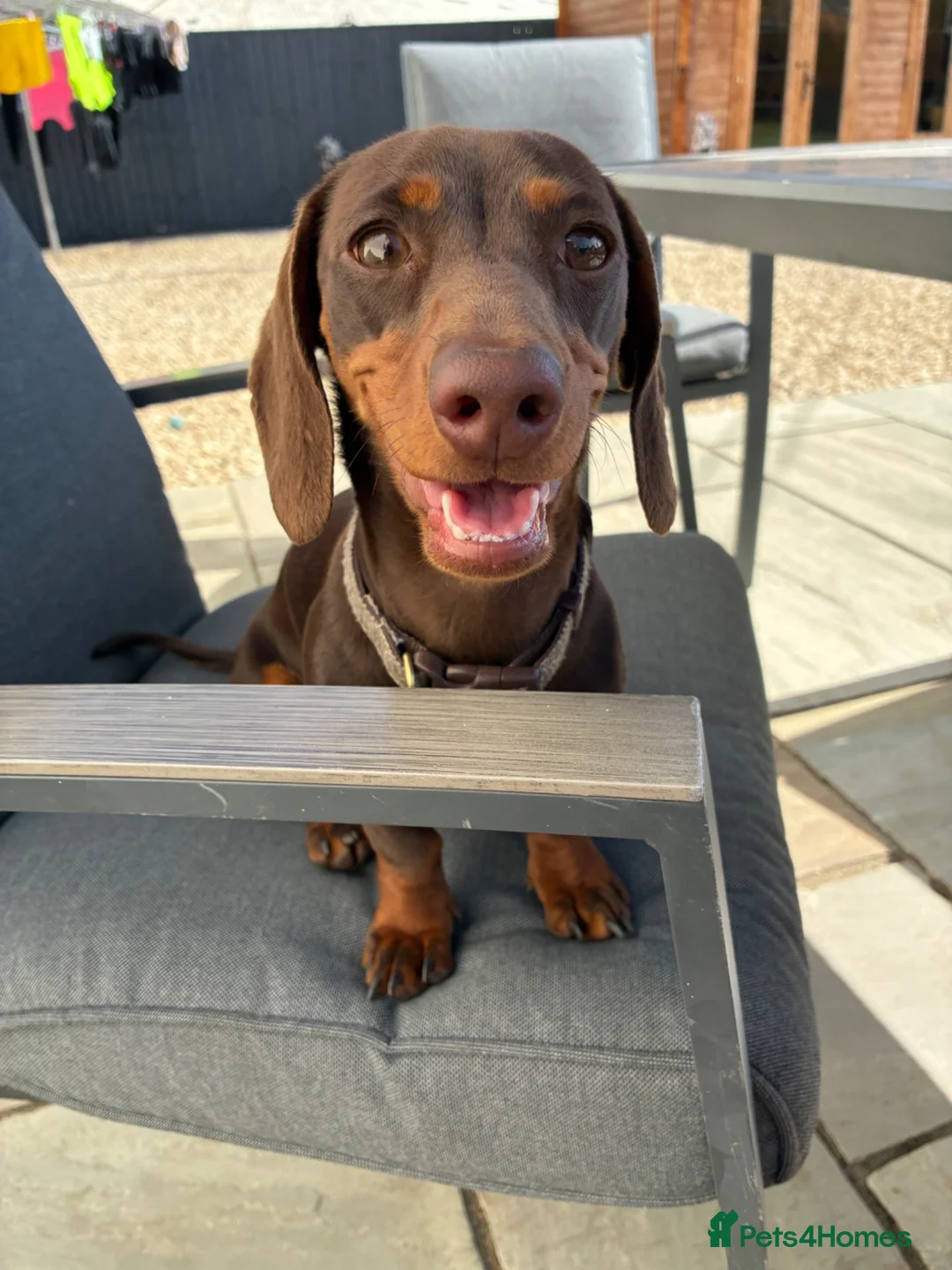 Miniature Dachshund dogs for sale: Gorgeous little girl in Lechlade - Advert 2