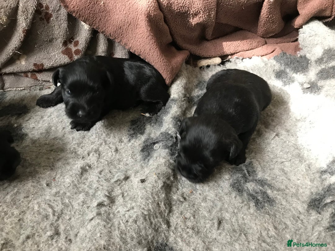 Miniature Schnauzer dogs for sale: 6 adorable Miniature schnauzer puppies  - Image 6