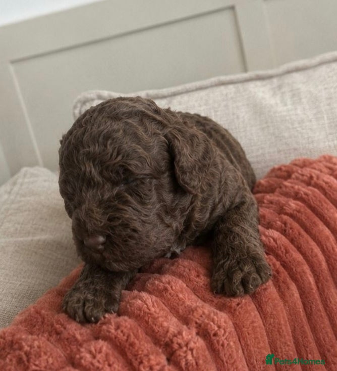 Miniature Poodle Puppy 1