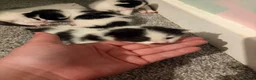 Mixed Breed cats for sale: 4 beautiful fluffy kitten  - Advert 6