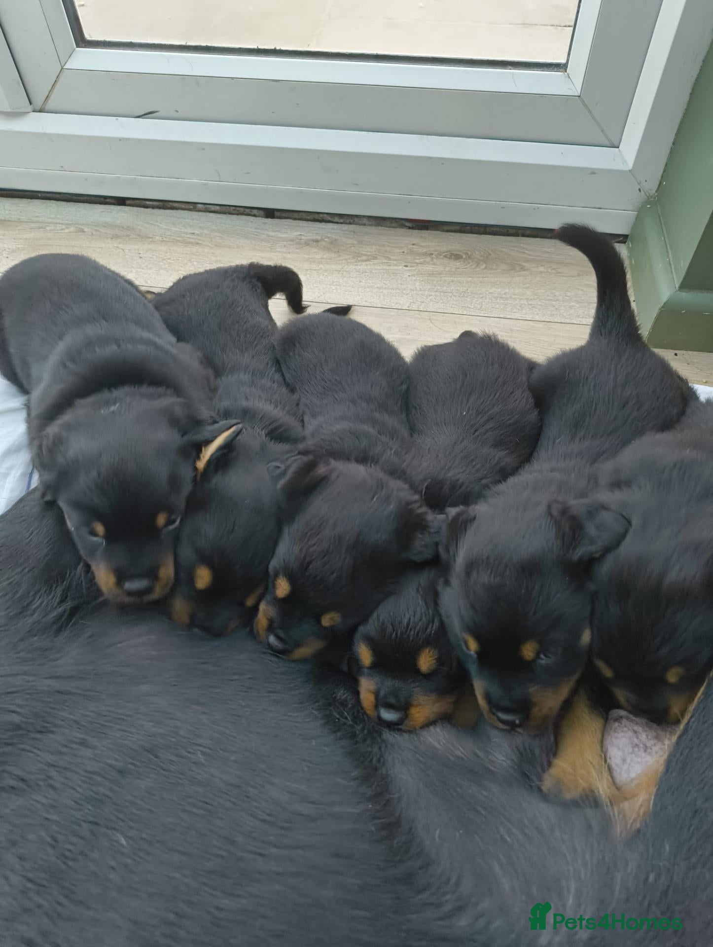 Rottweiler dogs Beautiful Family Raised Rottweiler Puppies - Advert 1