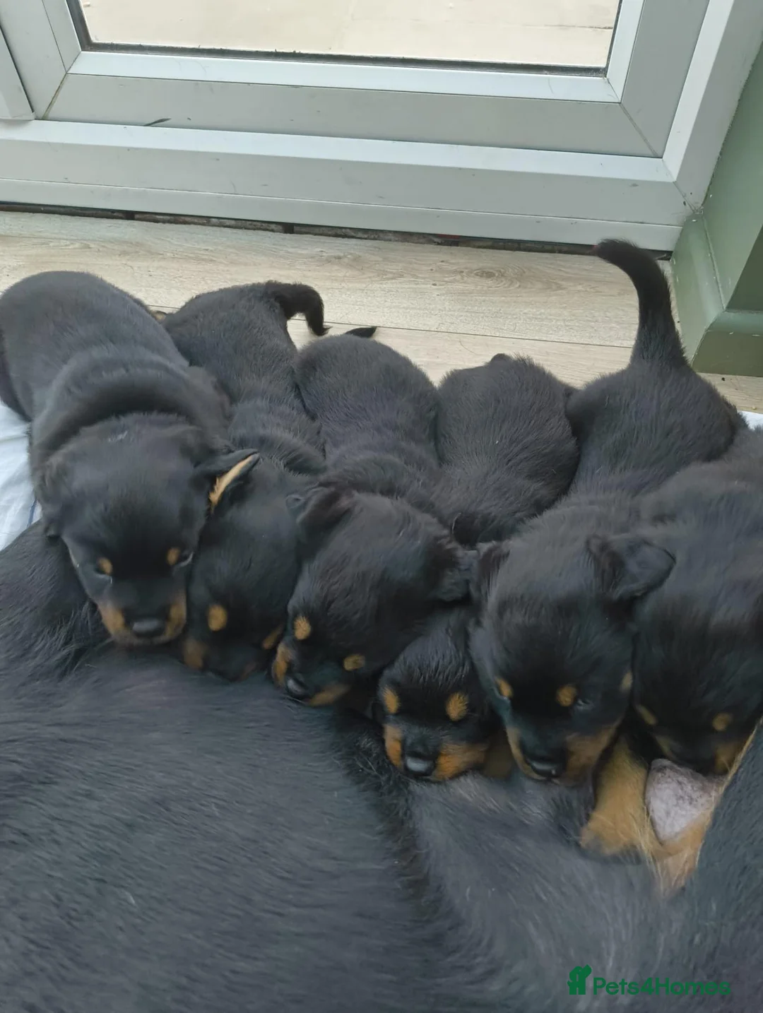 Rottweiler dogs for sale: Beautiful Family Raised Rottweiler Puppies in Hailsham - Advert 1