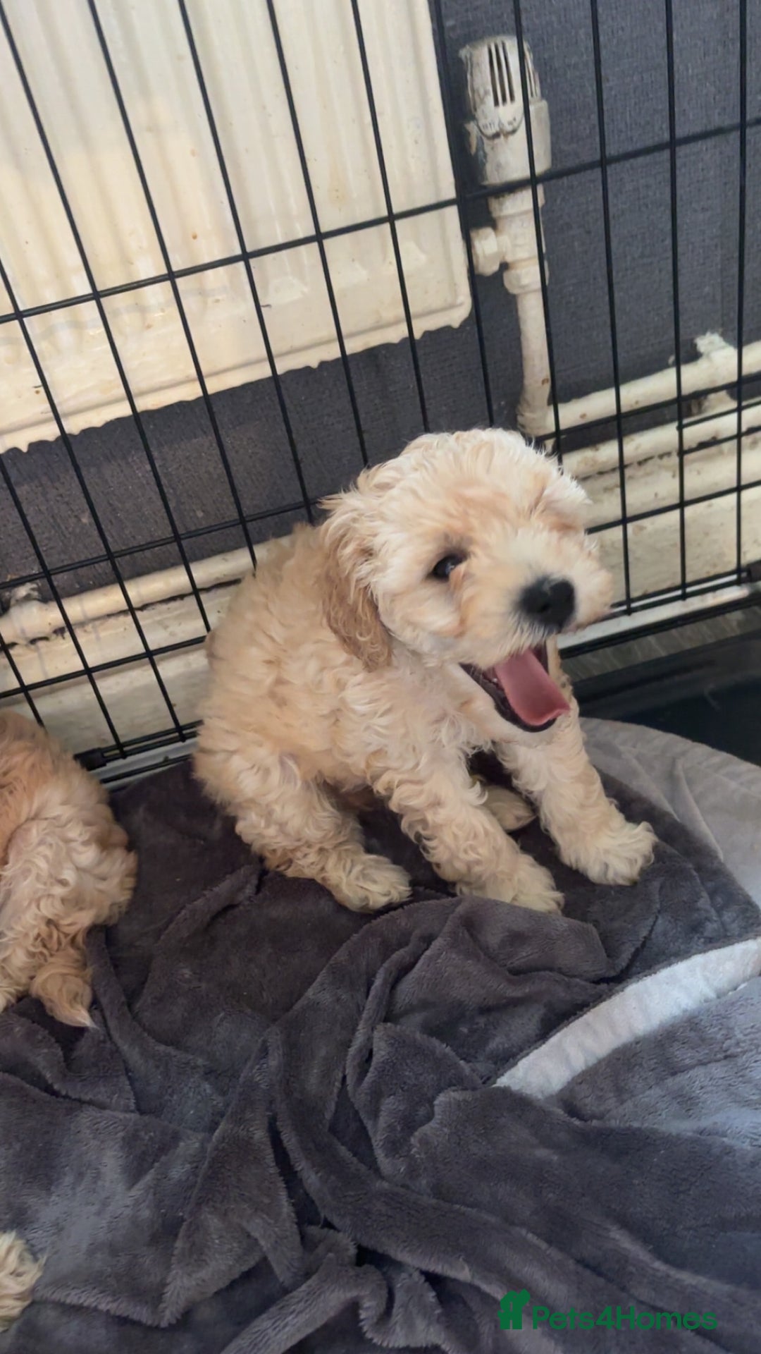 Cockapoo dogs for sale: Cockapoo puppies for  - Image 7