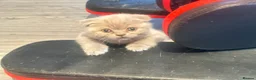 British Shorthair cats for sale: British short hair fold  - Advert 13