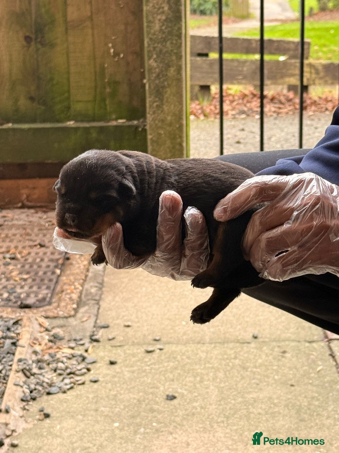 Rottweiler dogs for sale: Top quality kc pups for sale timitor X edelstein - Advert 7