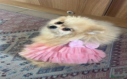 Pomeranian dogs for sale: Beautiful small Pomeranian girl cream colour  - Image 5