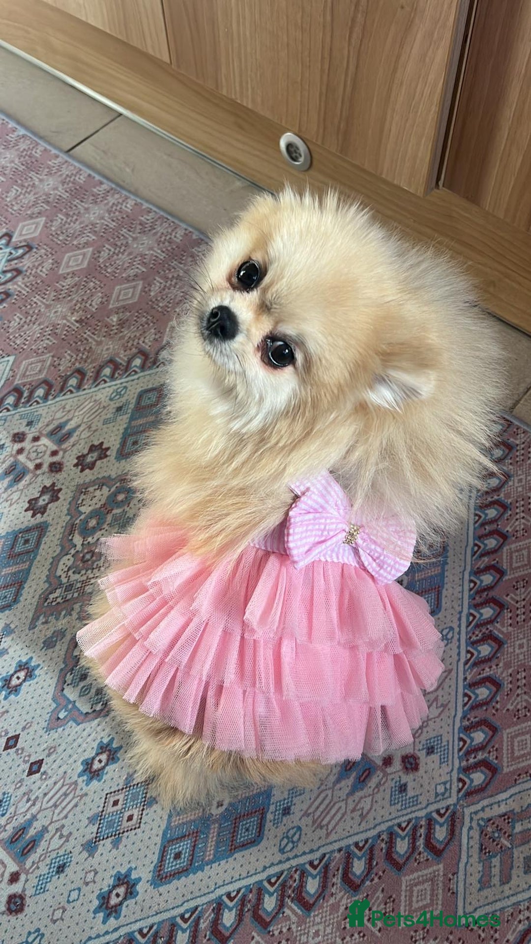 Pomeranian dogs for sale: Beautiful small Pomeranian girl cream colour  - Image 5
