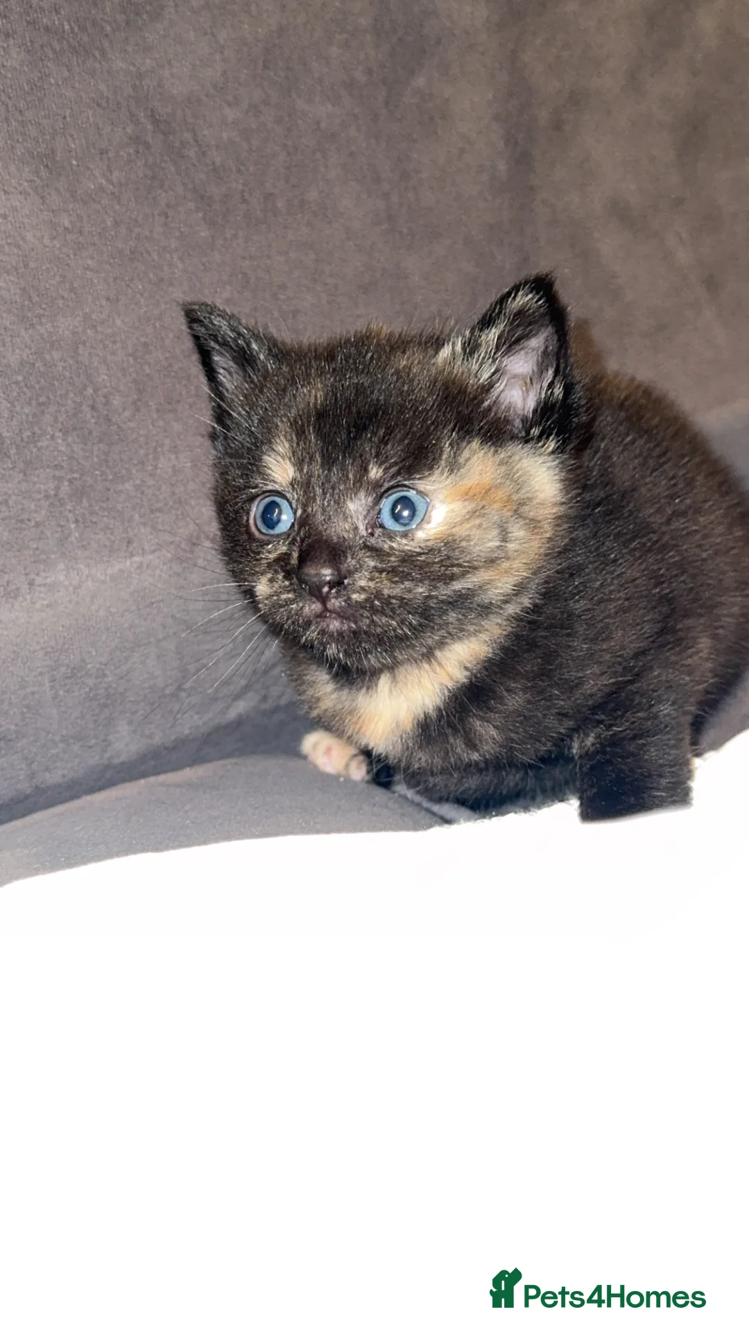 Mixed Breed cats for sale: 3 kittens for sale in Mitcham - Advert 5