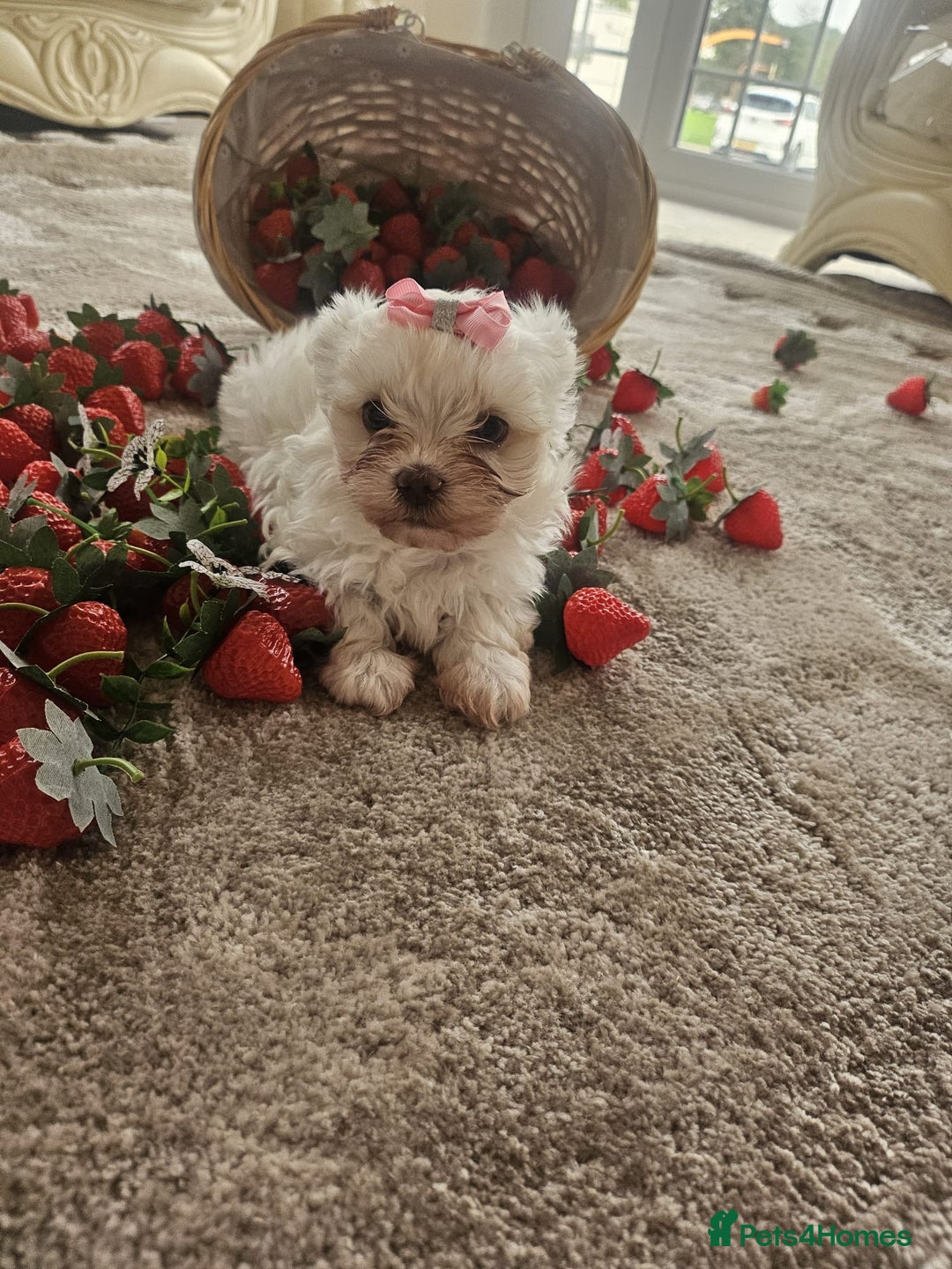 Maltese dogs for sale: Maltese puppies pedigree - Image 5