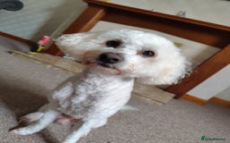 Bichon Frise dogs for stud: Bishon friese mix stud - Image 2
