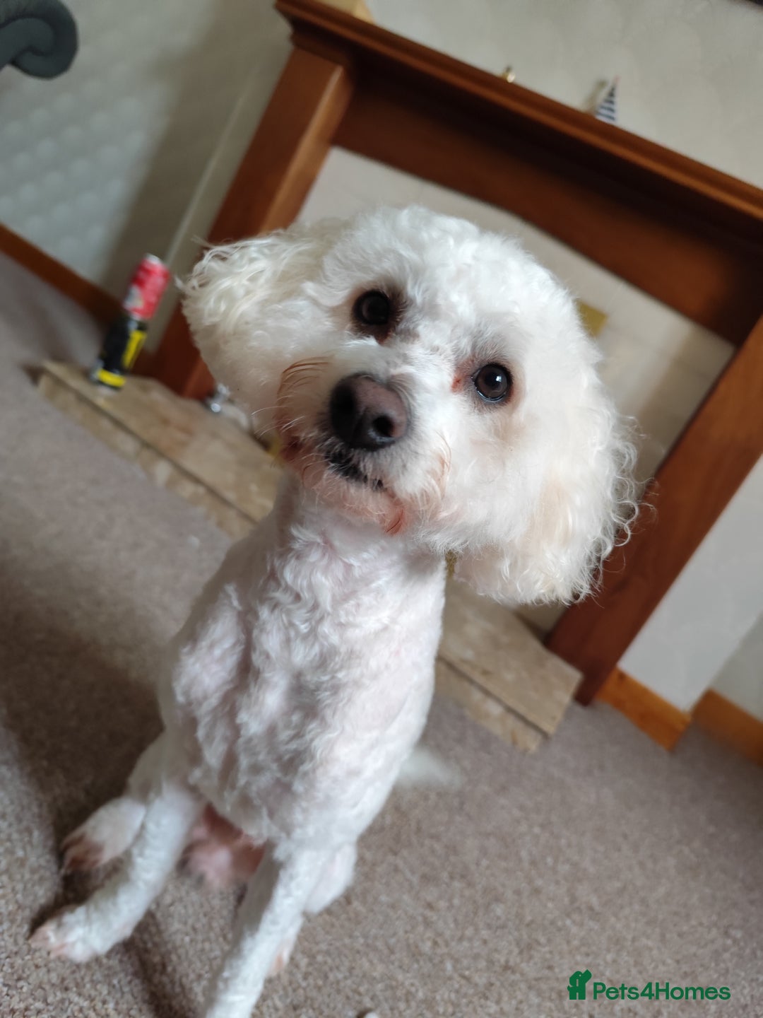 Bichon Frise dogs for stud: Bishon friese mix stud - Image 2
