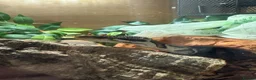 Python Snake reptiles for sale: Ball Python in Harlow - Advert 5