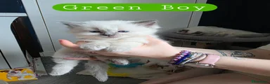 Green boy