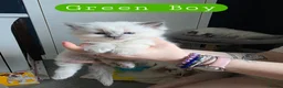 Ragdoll cats for sale: 7 Gorgeous ragdoll kittens - Advert 6