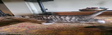 British Shorthair 2