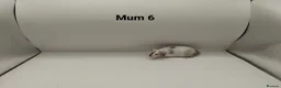 Mouse rodents for sale: 🐁August Mice Are Here!🐁 - Advert 15