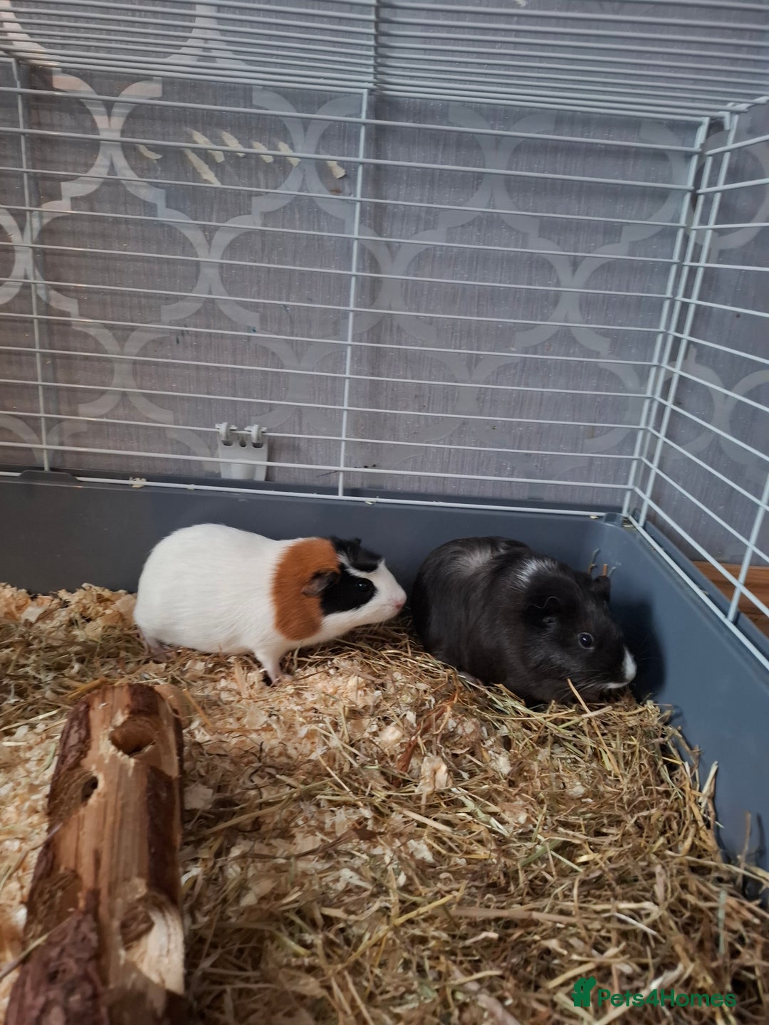 Guinea Pig rodents for sale: Two Beautiful Sows  - Image 2
