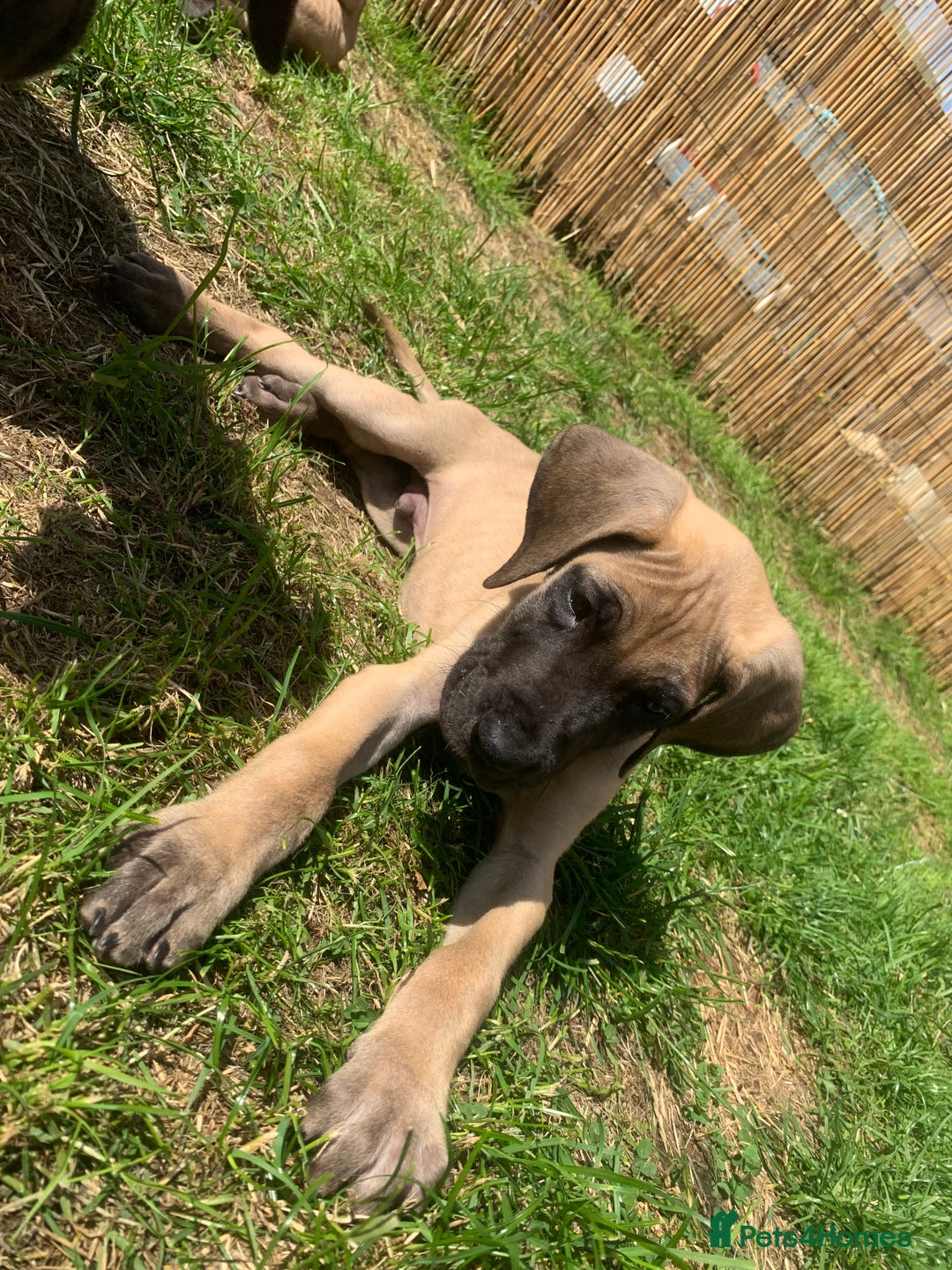 Great Dane dogs for sale: Only 3 left - Pedigree Great Dane Puppies in Dumfries - Image 4